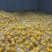 开袋即食水果玉米段真空水果玉米香甜电商货