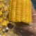 开袋即食水果玉米段真空水果玉米香甜电商货