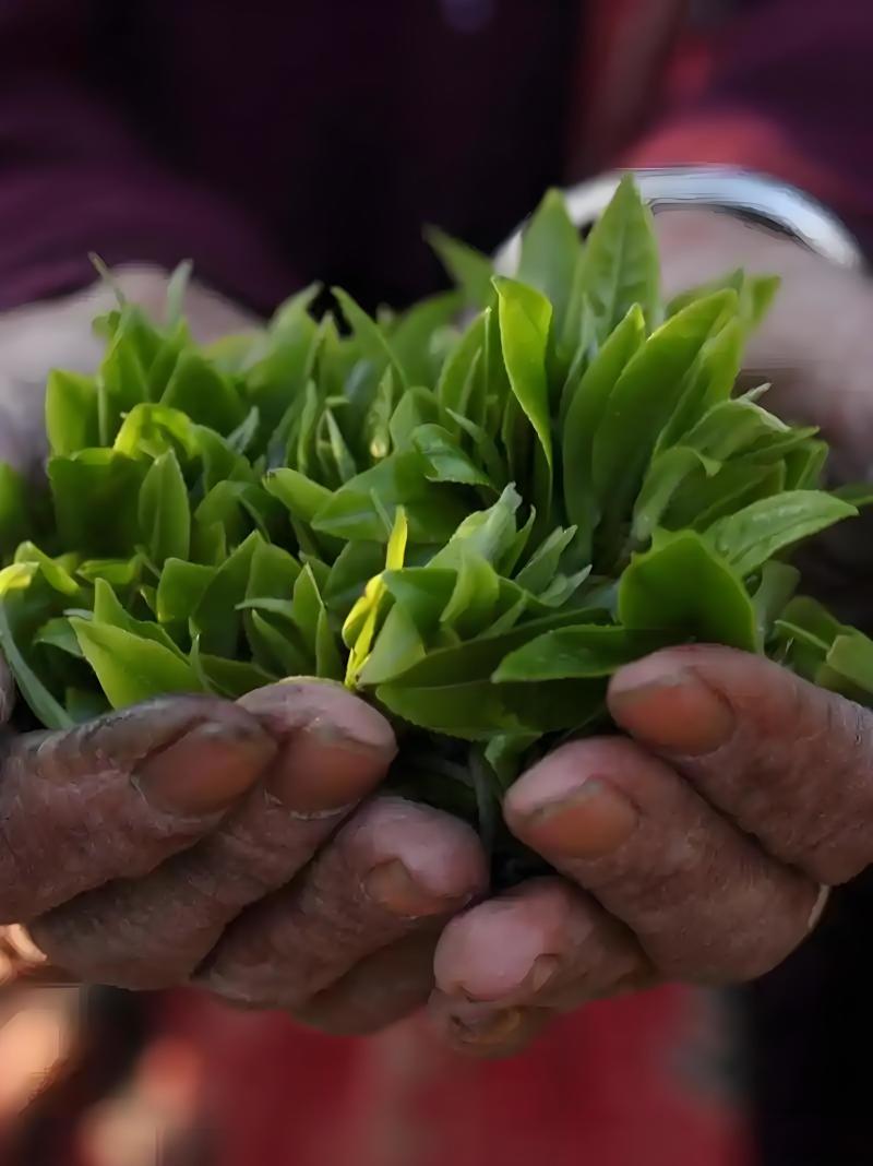 云滇富氧生态古树茶