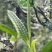 云滇富氧生态古树茶