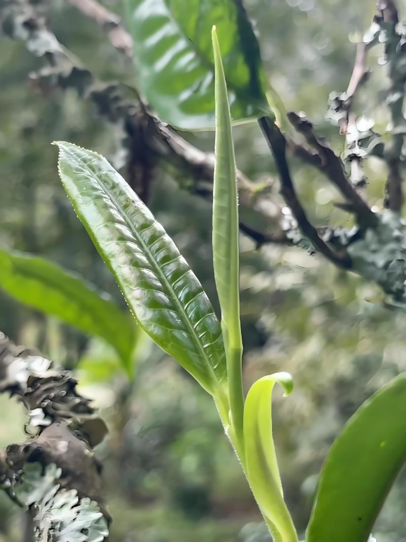 云滇富氧生态古树茶