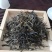 云滇富氧生态古树茶
