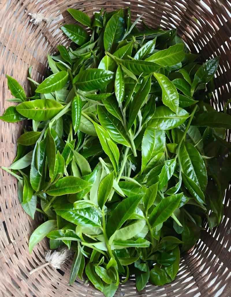 云滇富氧生态古树茶
