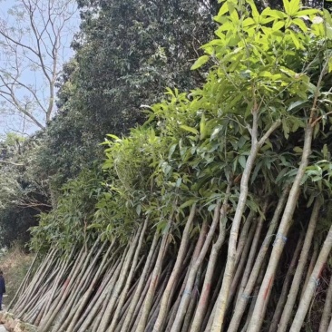芒果
