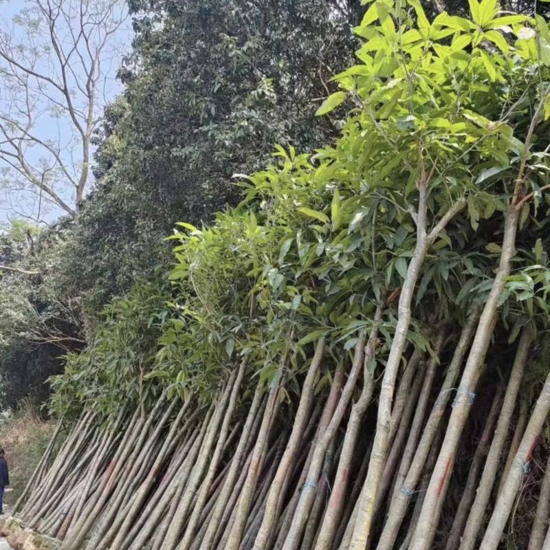 芒果