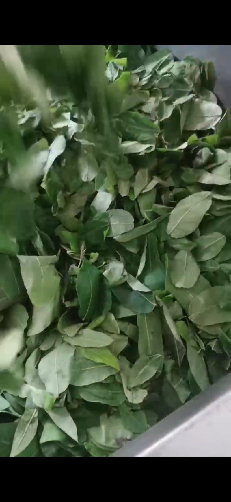 青钱柳嫩芽茶（现采现制，需预定）100斤起售