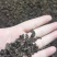青钱柳嫩芽茶（现采现制，需预定）100斤起售
