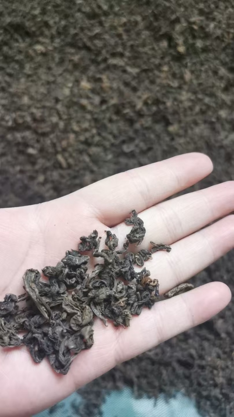 青钱柳嫩芽茶（现采现制，需预定）100斤起售