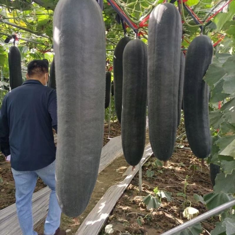 新黑优100铁心冬瓜种子杂交炮弹形墨绿皮大冬瓜种子清甜肉