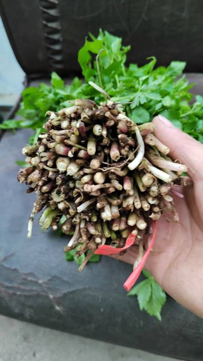 大叶芹
