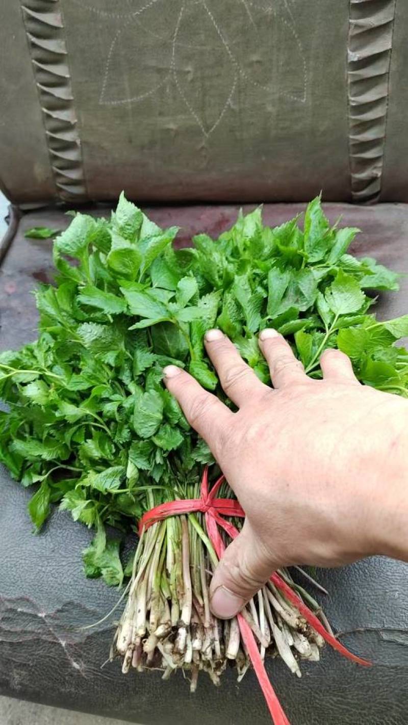大叶芹