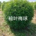 榆叶梅（绿叶红叶）大堆球