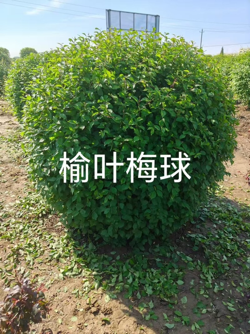 榆叶梅（绿叶红叶）大堆球