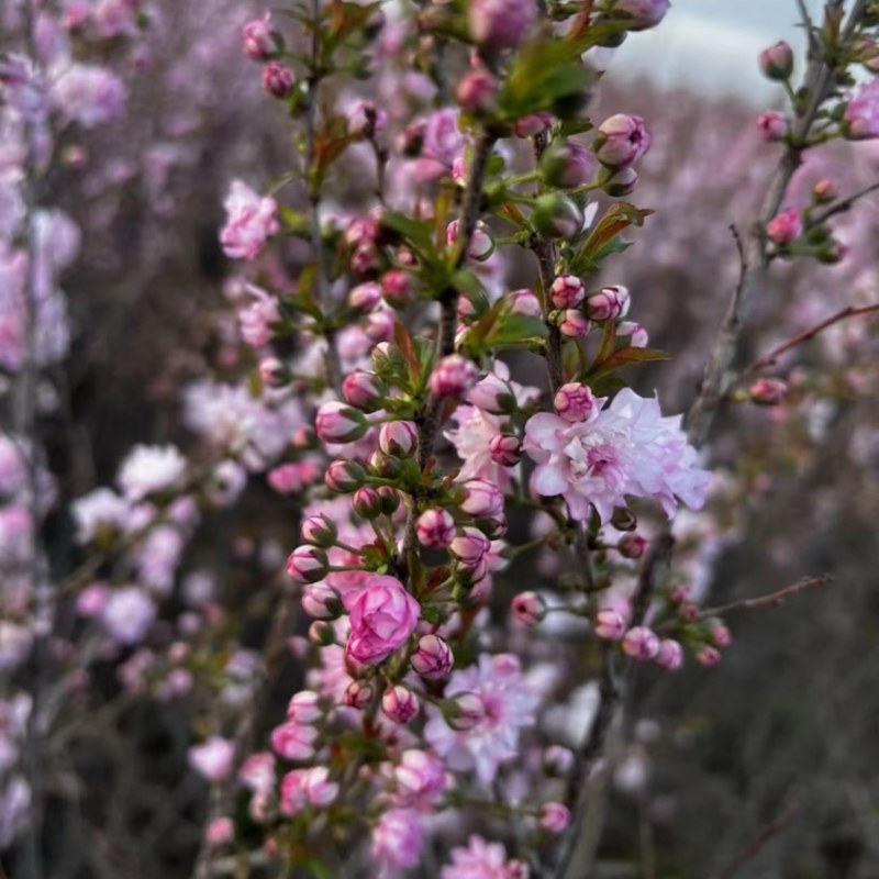 红花麦李珍珠李