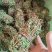 鸡骨草。精选鸡骨草无硫青靓足干，广东省内包邮