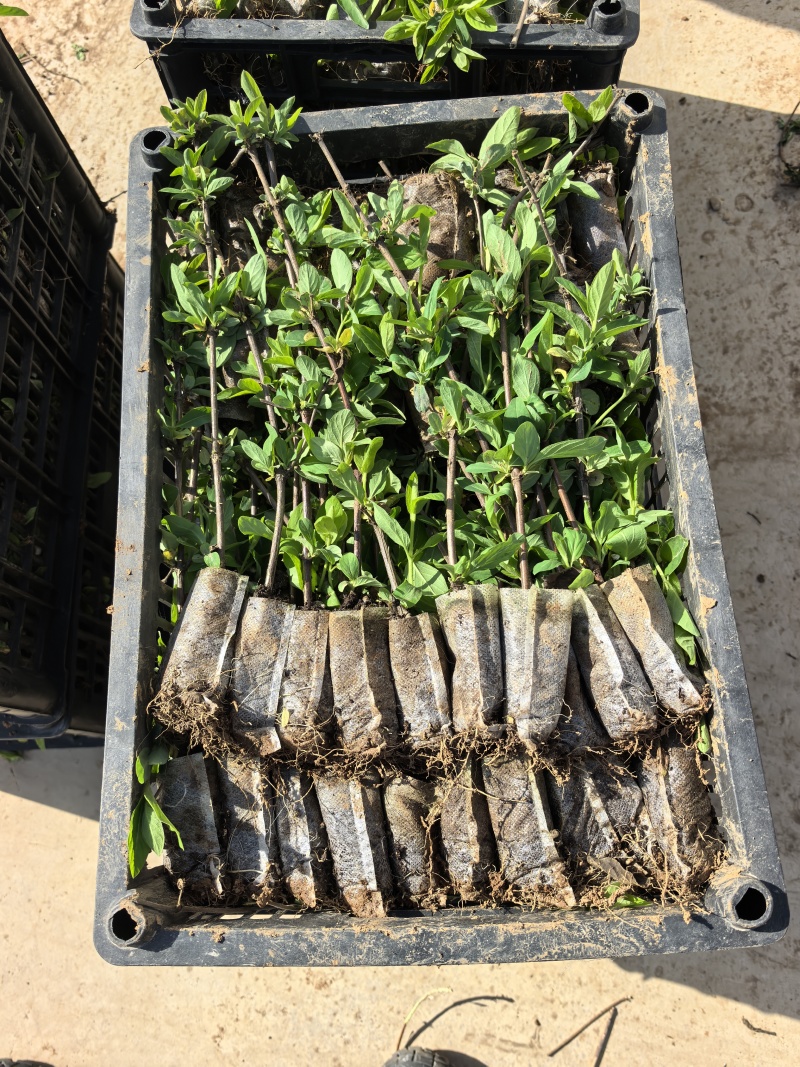 金银花苗营养杯苗，百花一号金银花苗