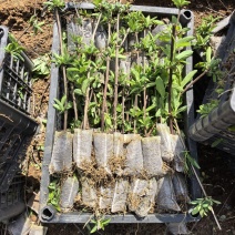 金银花苗营养杯苗，百花一号金银花苗