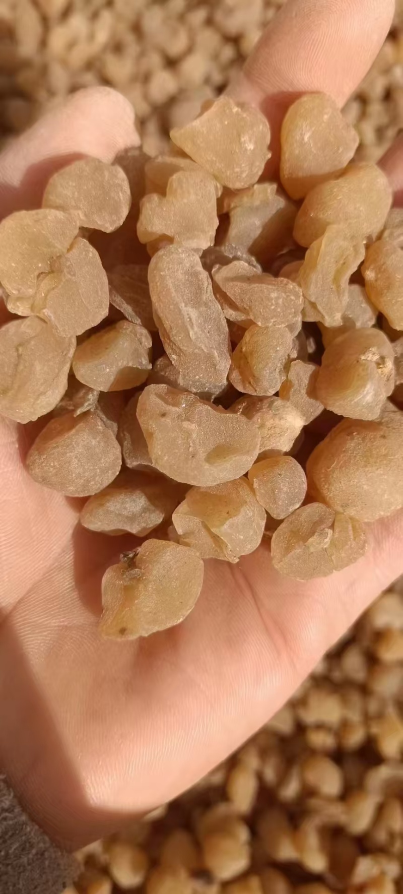 需要土贝母的联系