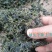 江南特产秧草干，金花菜干，草头干大量供应