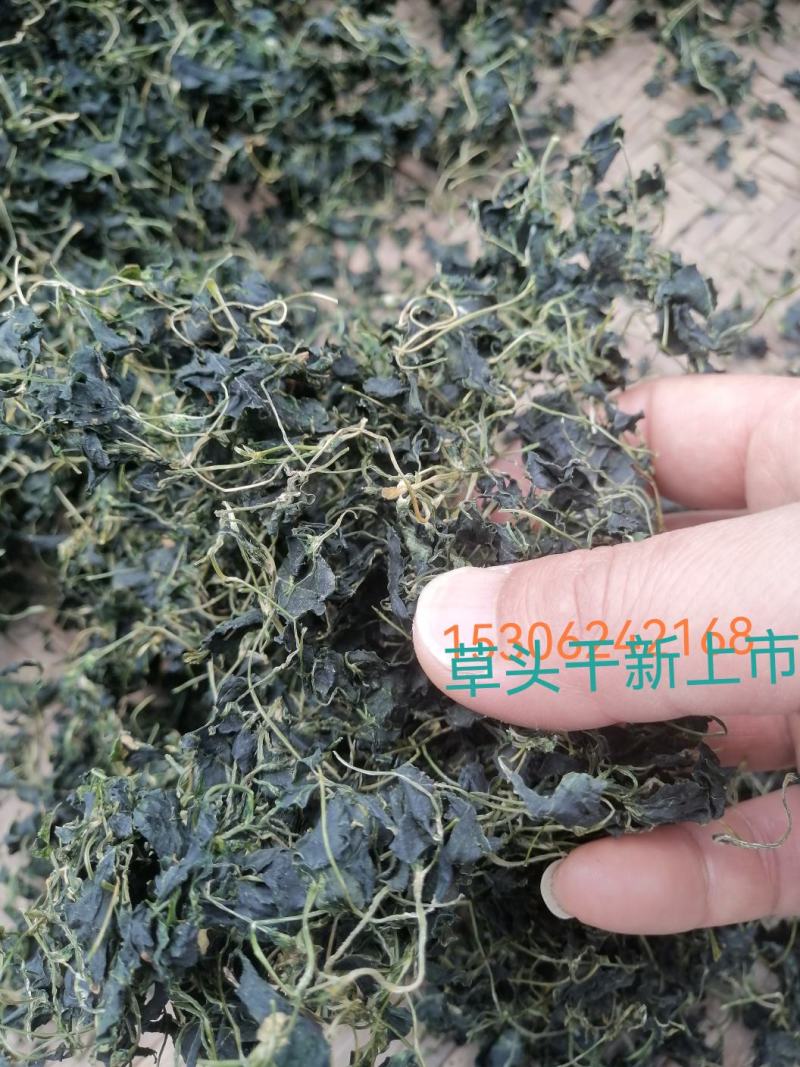 江南特产秧草干，金花菜干，草头干大量供应