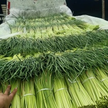 精品红帽蒜苔大量有货价格便宜质量第一