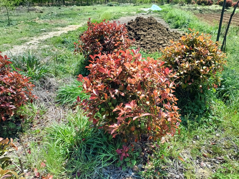 红叶石楠球