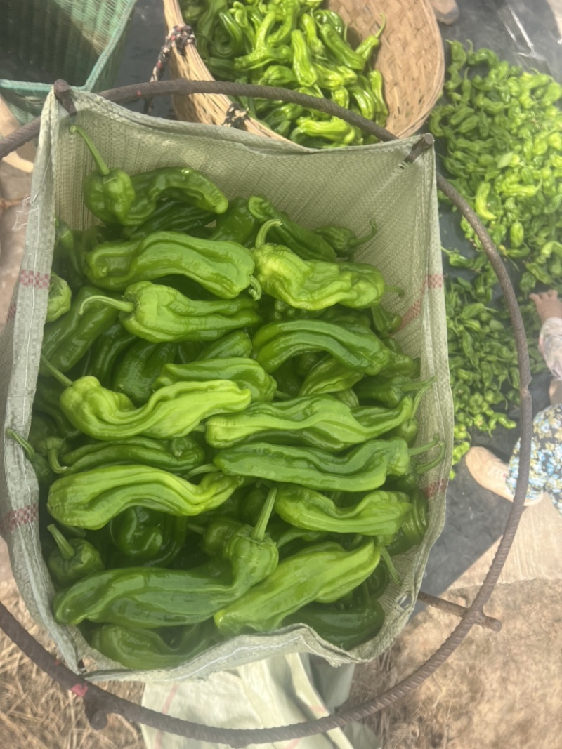 辣椒品质保证服务周到产地直发欢迎联系