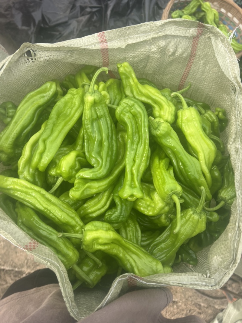 辣椒品质保证服务周到产地直发欢迎联系