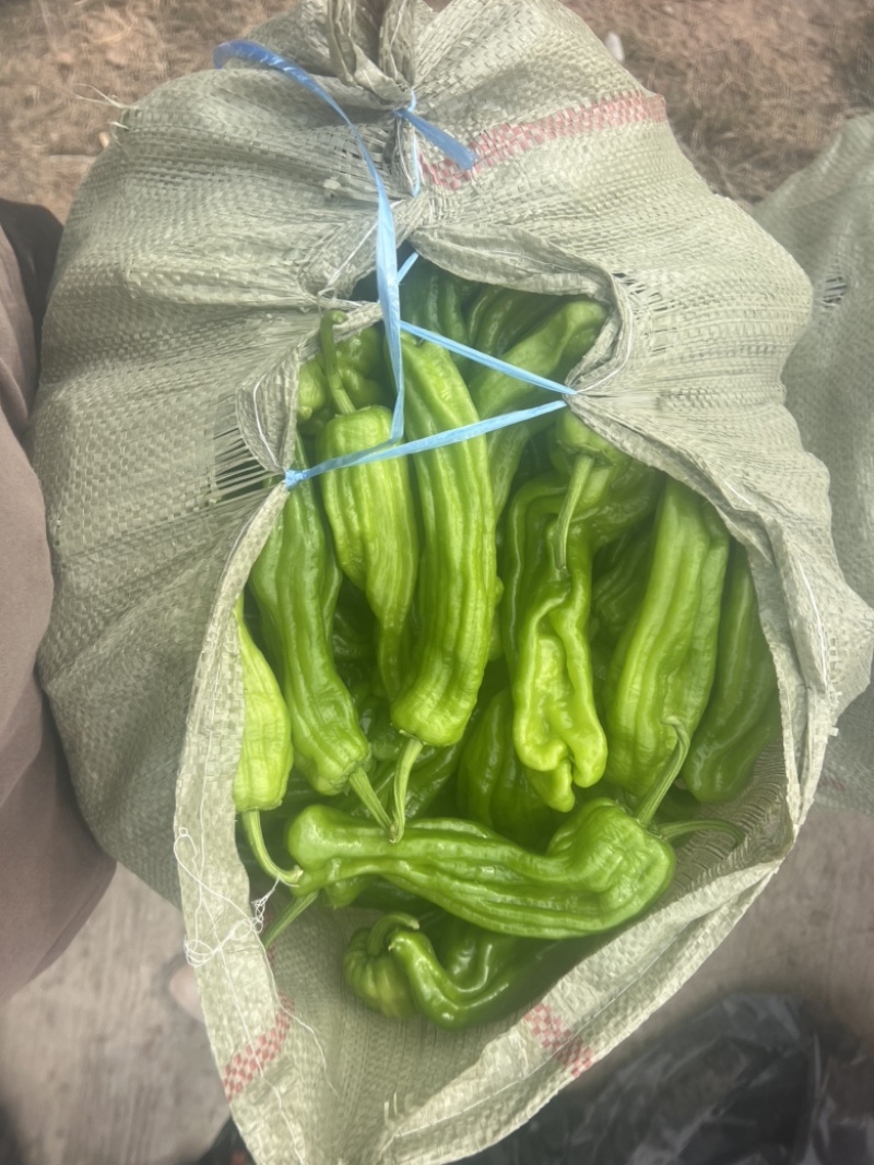 辣椒品质保证服务周到产地直发欢迎联系