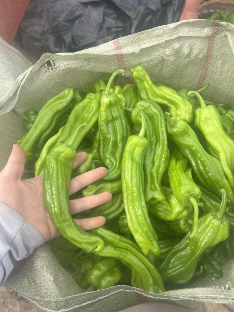 辣椒品质保证服务周到产地直发欢迎联系