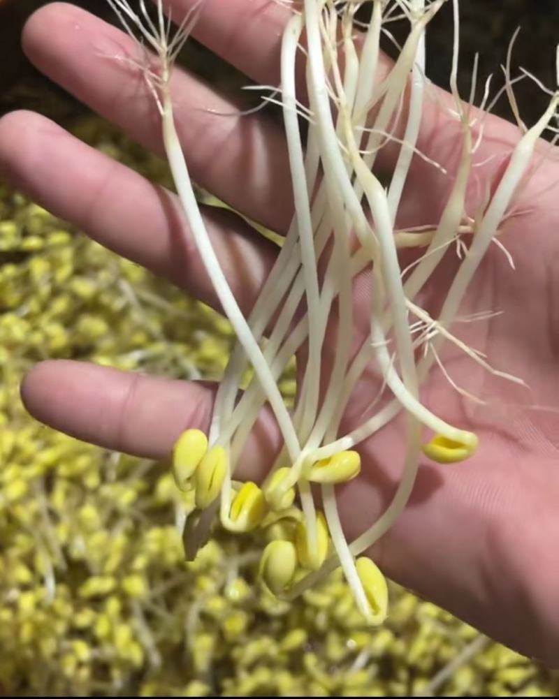 新鲜黄豆芽传统手艺领样品800g包邮到家