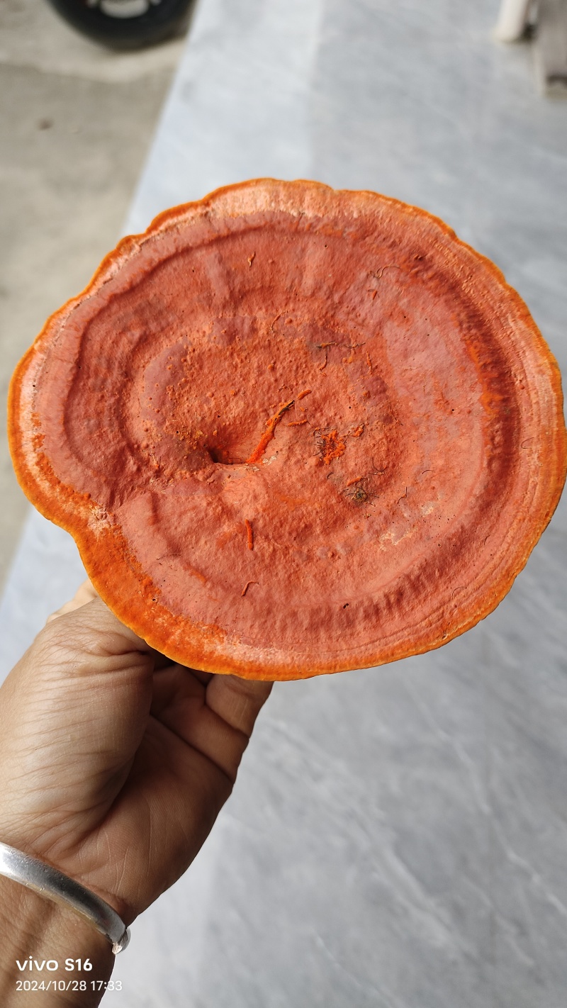 红栓菌