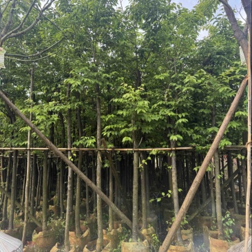 云南樱花冬樱花移栽熟苗5-20分规格齐全