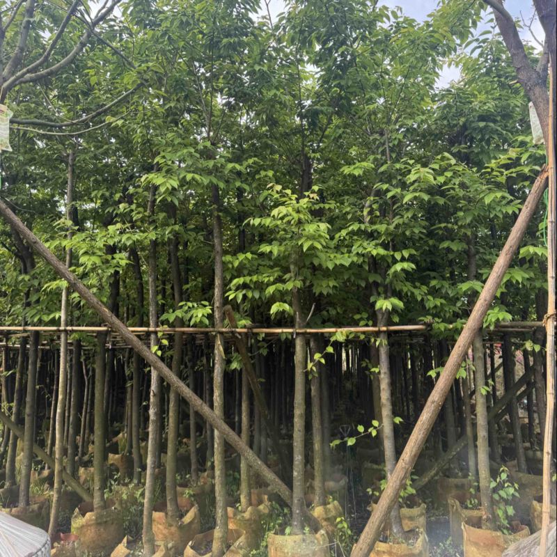 云南樱花冬樱花移栽熟苗5-20分规格齐全