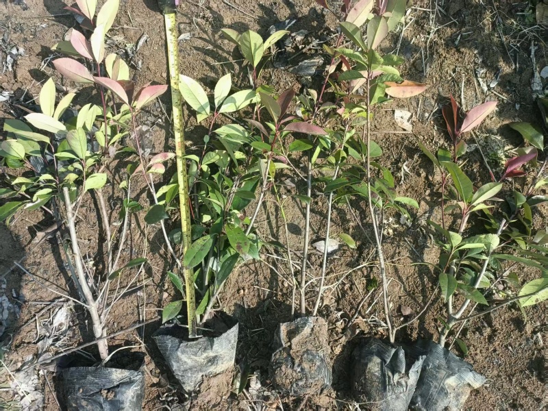 红叶石楠杯苗规格齐全量大从优一手货源欢迎咨询