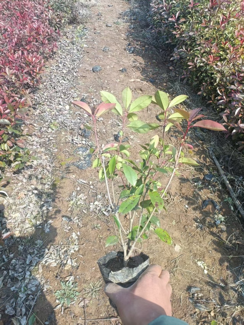 红叶石楠杯苗规格齐全量大从优一手货源欢迎咨询