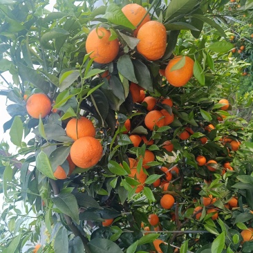 重庆奉节沃柑皮溥，无干水，果面光滑，一手货源