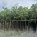 云南樱花冬樱花移栽熟苗5-20分规格齐全