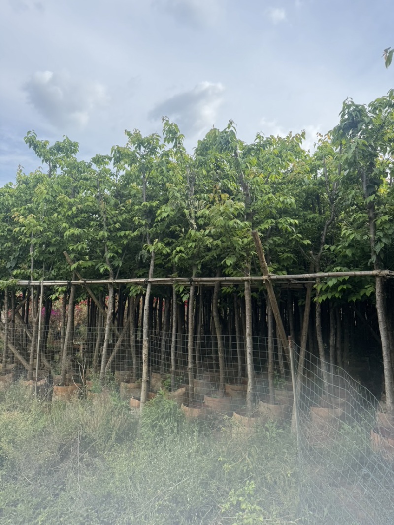 云南樱花冬樱花移栽熟苗5-20分规格齐全