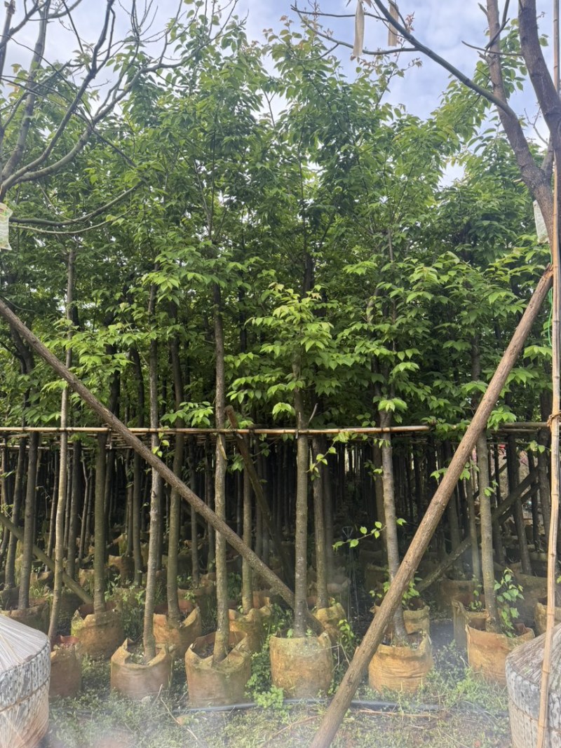 云南樱花冬樱花移栽熟苗5-20分规格齐全