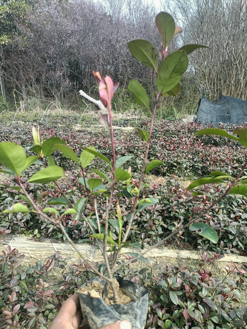 红叶石楠杯苗规格齐全量大从优一手货源欢迎咨询