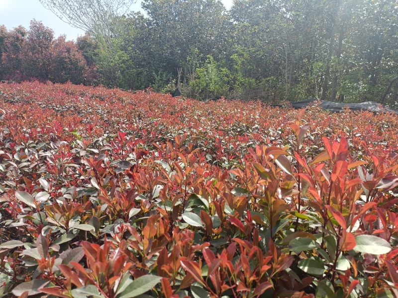 红叶石楠杯苗规格齐全量大从优一手货源欢迎咨询
