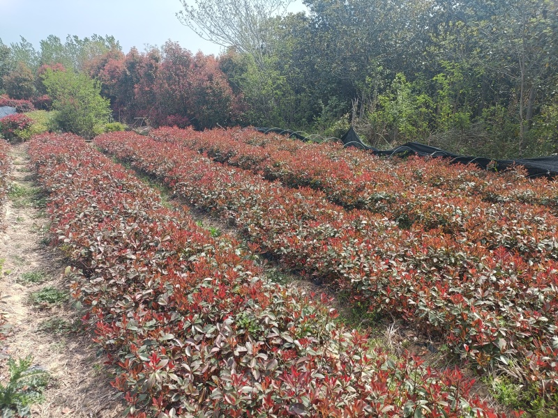 红叶石楠杯苗规格齐全量大从优一手货源欢迎咨询
