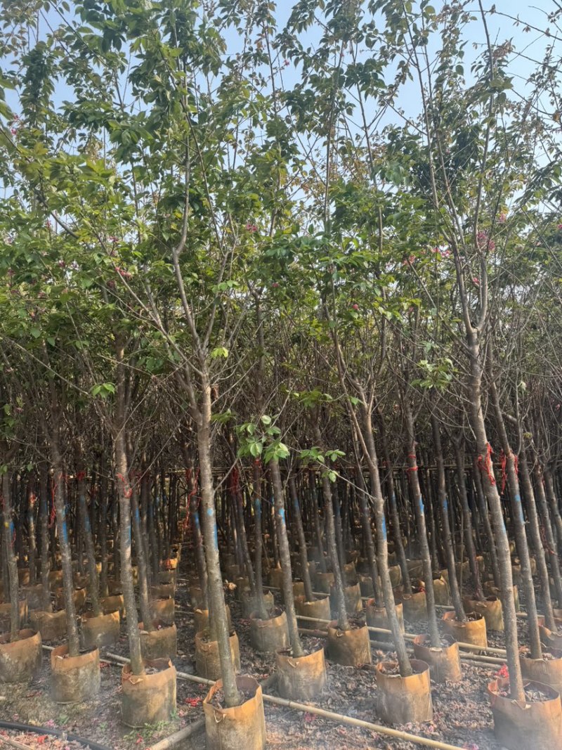 云南樱花冬樱花移栽熟苗5-20分规格齐全