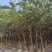云南樱花冬樱花移栽熟苗5-20分规格齐全