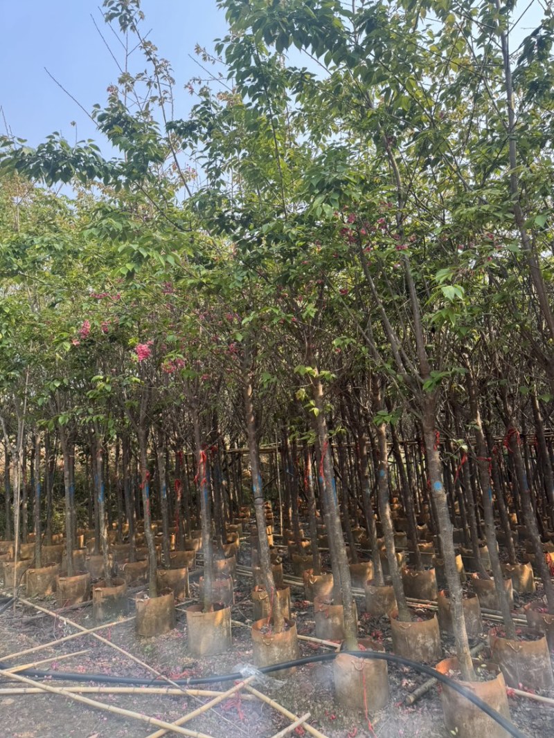 云南樱花冬樱花移栽熟苗5-20分规格齐全