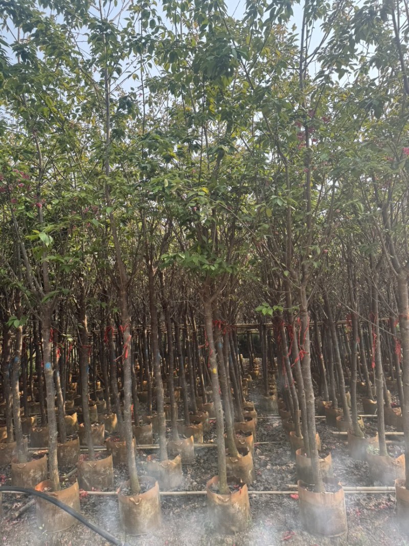 云南樱花冬樱花移栽熟苗5-20分规格齐全