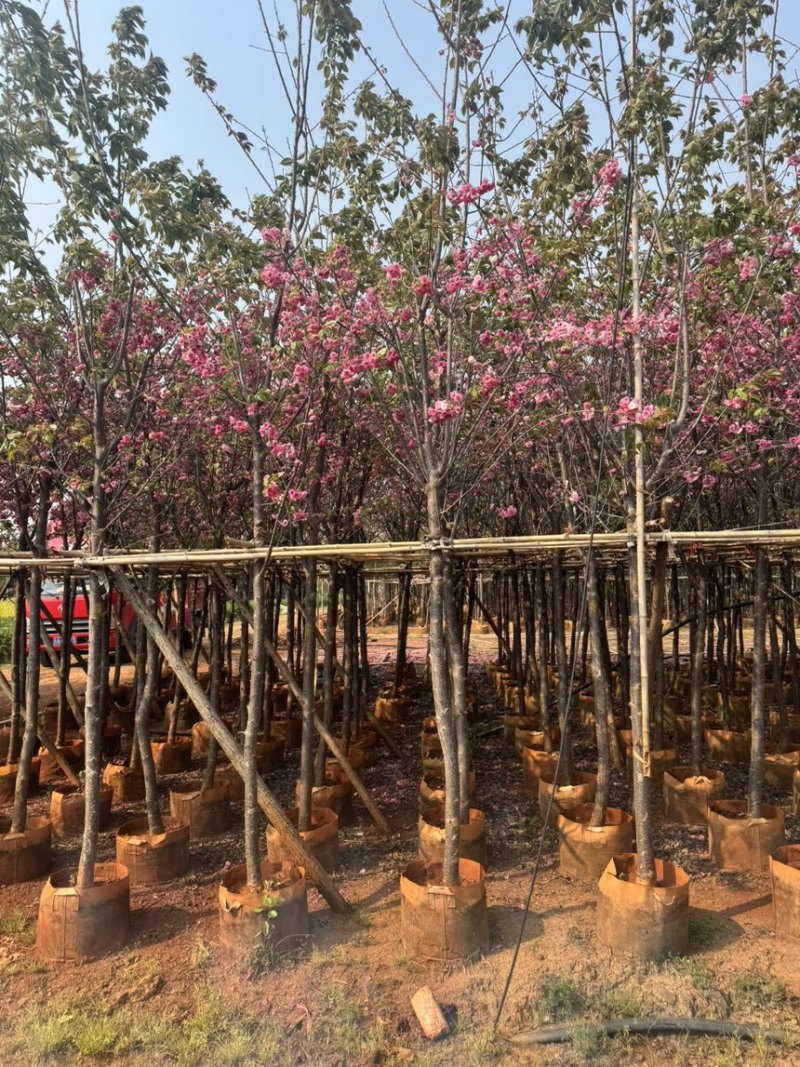 云南樱花冬樱花移栽熟苗5-20分规格齐全