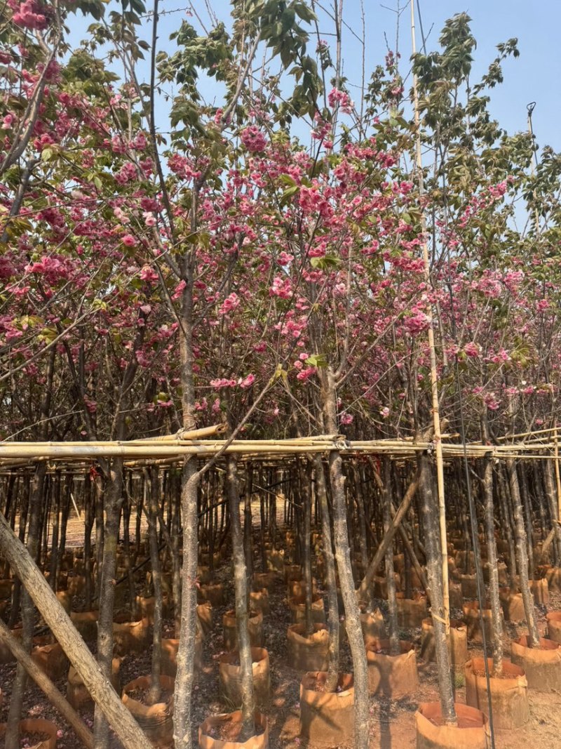 云南樱花冬樱花移栽熟苗5-20分规格齐全