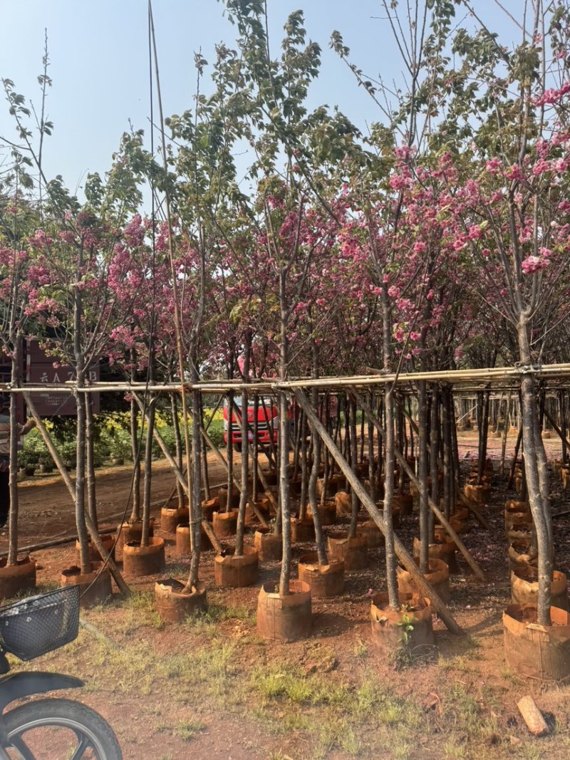 云南樱花冬樱花移栽熟苗5-20分规格齐全
